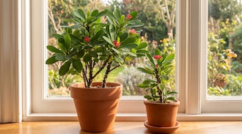 Dos macetas de terracota de diferente tamaño con plantas verdes de tallos espinosos y flores rojas sobre el alféizar de una ventana.