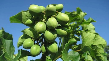 Jatropha curcas es un cultivo