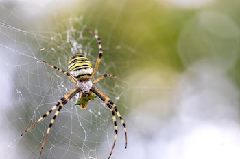 Araña con abdomen amarillo y negro rayado, patas anilladas, sobre una telaraña blanca. Fondo verde y blanco difuso