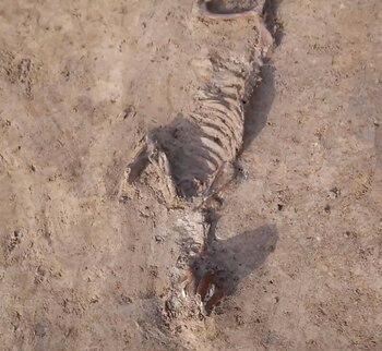 Los restos del perro estaban