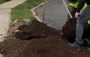 Dos personas plantan un árbol con una paca de raíces, un hoyo cavado, una pala y un montículo de tierra y mantillo cerca de una acera urbana