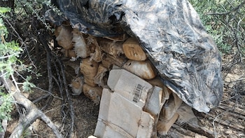 Aseguran 100 kilos de marihuana en Sonora: vale más de 300 mil pesos