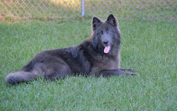 El pastor Blue Bay combina