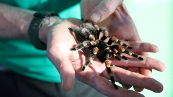 Golpe al tráfico silvestre: rescatan