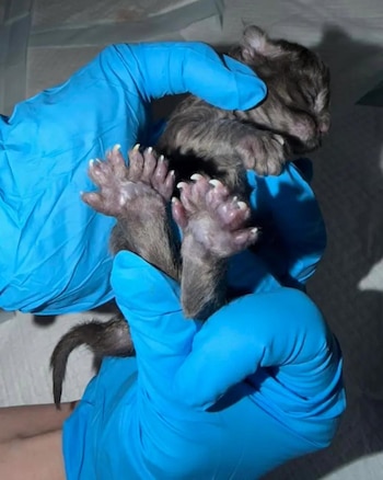 El gato con 29 dedos que entró al récord Guinness: la historia de Erebus Anomaly