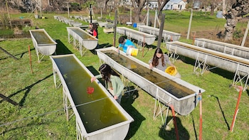 El innovador método con peces para frenar el dengue que desarrolló un equipo de la UBA