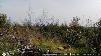 Camada de lince ibérico en Cabañeros. (Delegación/Europa Press)