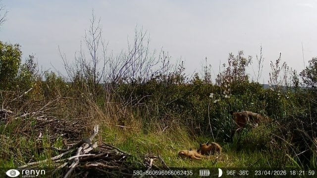 Camada de lince ibérico en Cabañeros. (Delegación/Europa Press)