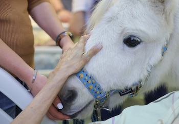 Los ponys deben caminar entre