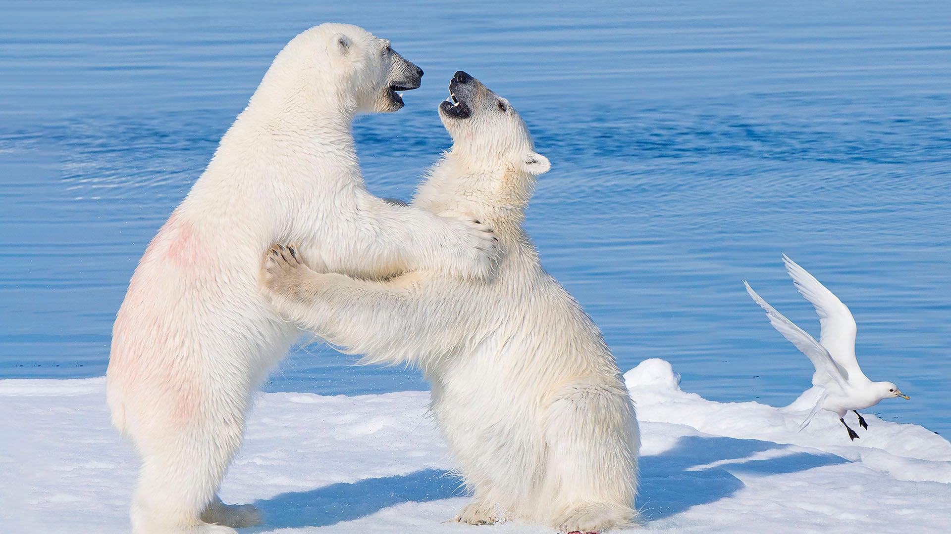 La investigación detecta diferencias genéticas entre osos polares del norte y del sureste de Groenlandia, vinculadas a la variabilidad climática regional (Crédito San Diego Zoo)