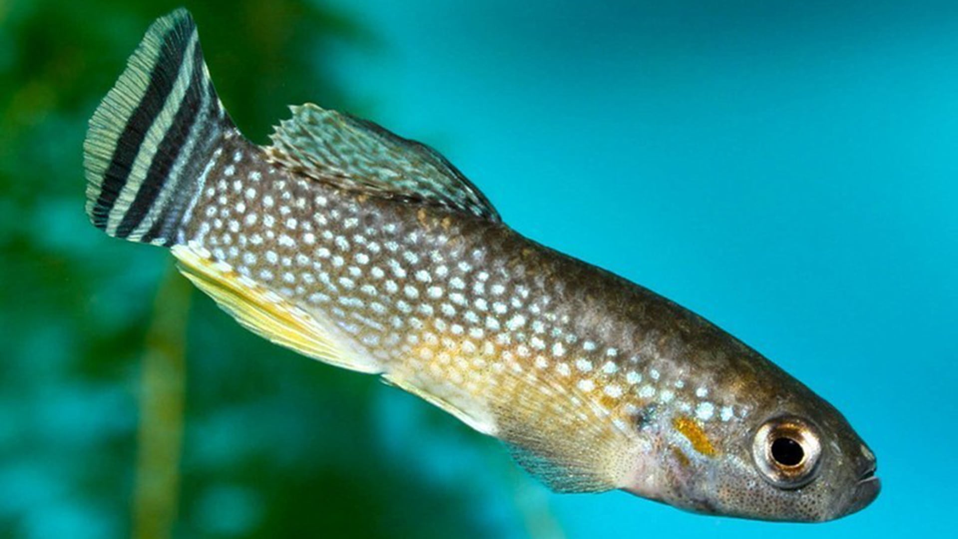 El estudio utilizó larvas de pez killi árabe para observar en tiempo real cómo Candida auris responde y se adapta en un organismo vivo./ (Crédito Henri Quatre /ArgentiNat)