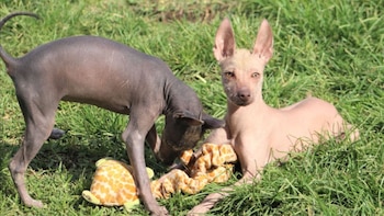 La historia del perro peruano