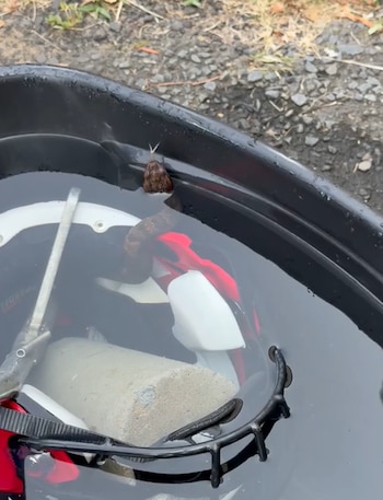 Una serpiente con la cabeza sobre el borde de un cubo negro con agua que contiene un casco de fútbol americano con protector facial y un bloque de cemento