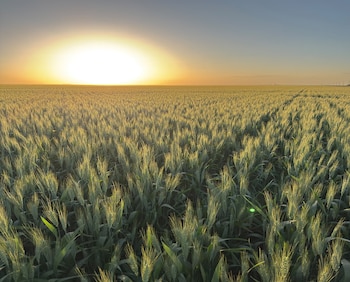 Cultivo de trigo al atardecer