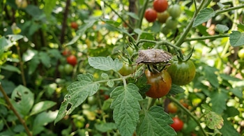 Una chinche apestosa marrón camina sobre hojas verdes y tomates pequeños en un huerto.