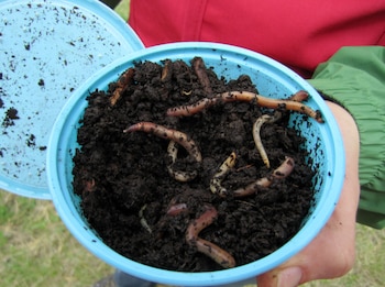 Vista superior de una mano sosteniendo un recipiente azul abierto con tierra oscura y varias lombrices moviéndose. Al fondo se ve hierba y ropa