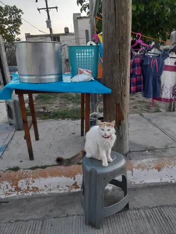 La gatita siempre se caracterizó