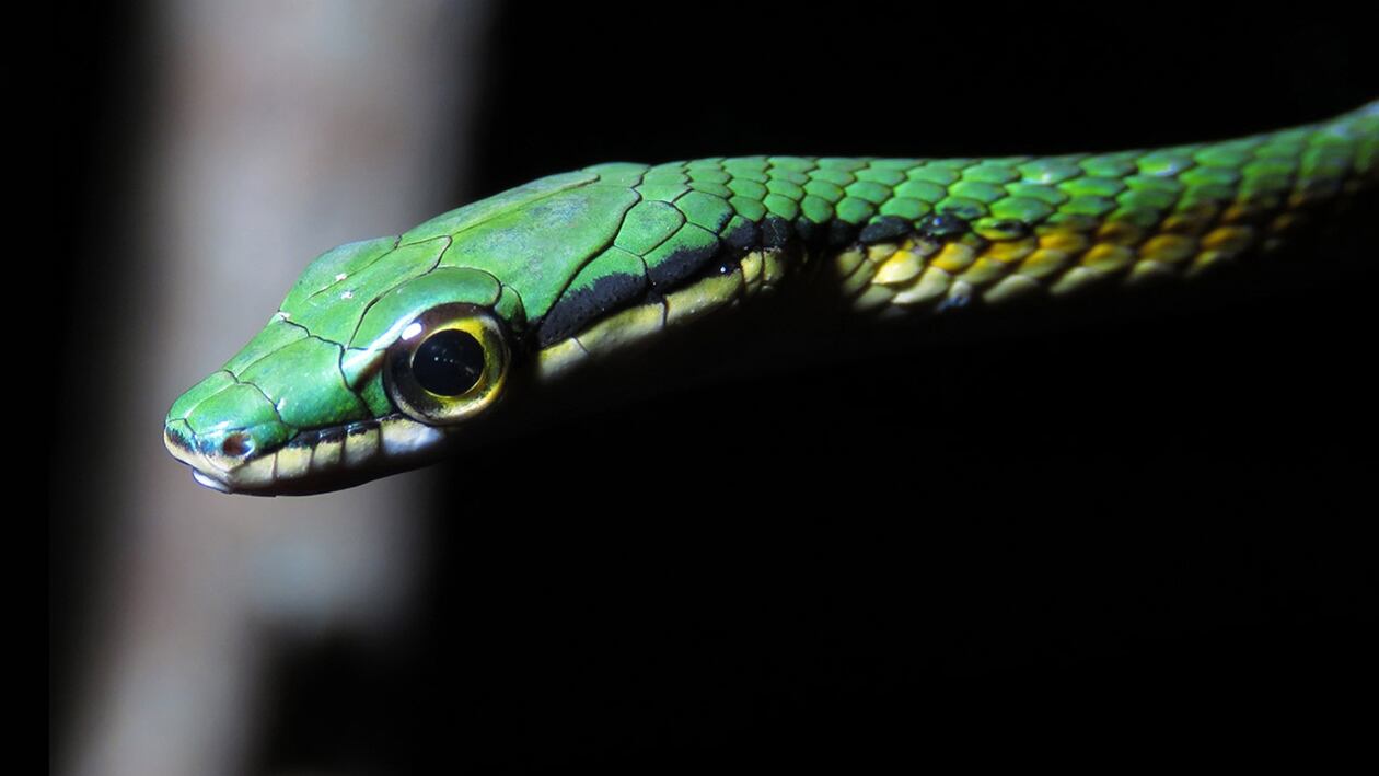 Los colúbridos peligrosos para humanos poseen colmillos traseros y desgarran la presa para facilitar la entrada del veneno (L. A. Silva)