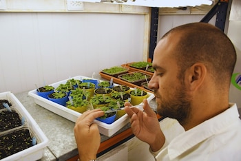 Cuando una planta detecta un organismo que puede enfermarla, no solo activa defensas en el sitio afectado. También envía señales hacia hojas, tallos y raíces