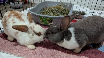 Los dos conejos fueron rescatado