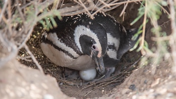 La masacre de pingüinos en Punta Tombo: el fallo que mira el mundo y podría cambiar la jurispridencia