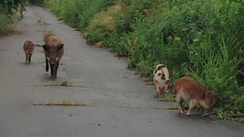 Los cerdos domésticos escaparon y