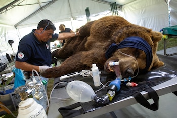 Gordo is looked after by the