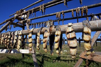 Trozos de bacalao secándose al