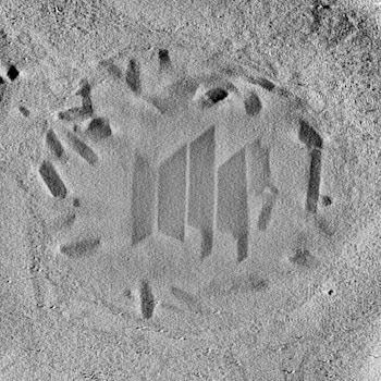 Sección transversal de la vacuola alimentaria, el saco similar al estómago del Plasmodium, en el que digiere la hemoglobina. La imagen, obtenida mediante tomografía electrónica de transmisión por barrido criogénico (CSTET), revela varios cristales grandes del pigmento de la malaria en forma de cuchilla de cocina en el centro y numerosos cristales más pequeños en la periferia (Instituto Weizmann)