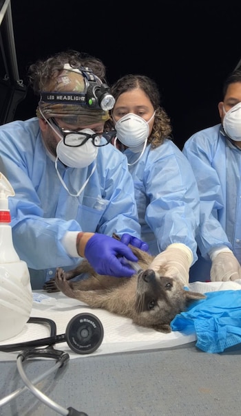 Especialistas del Gorgas y MiAmbiente realizan muestreos en Amador para analizar la presencia de virus y bacterias en fauna silvestre. Tomada de MiAmbiente