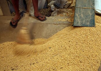 Un trabajador barre granos de