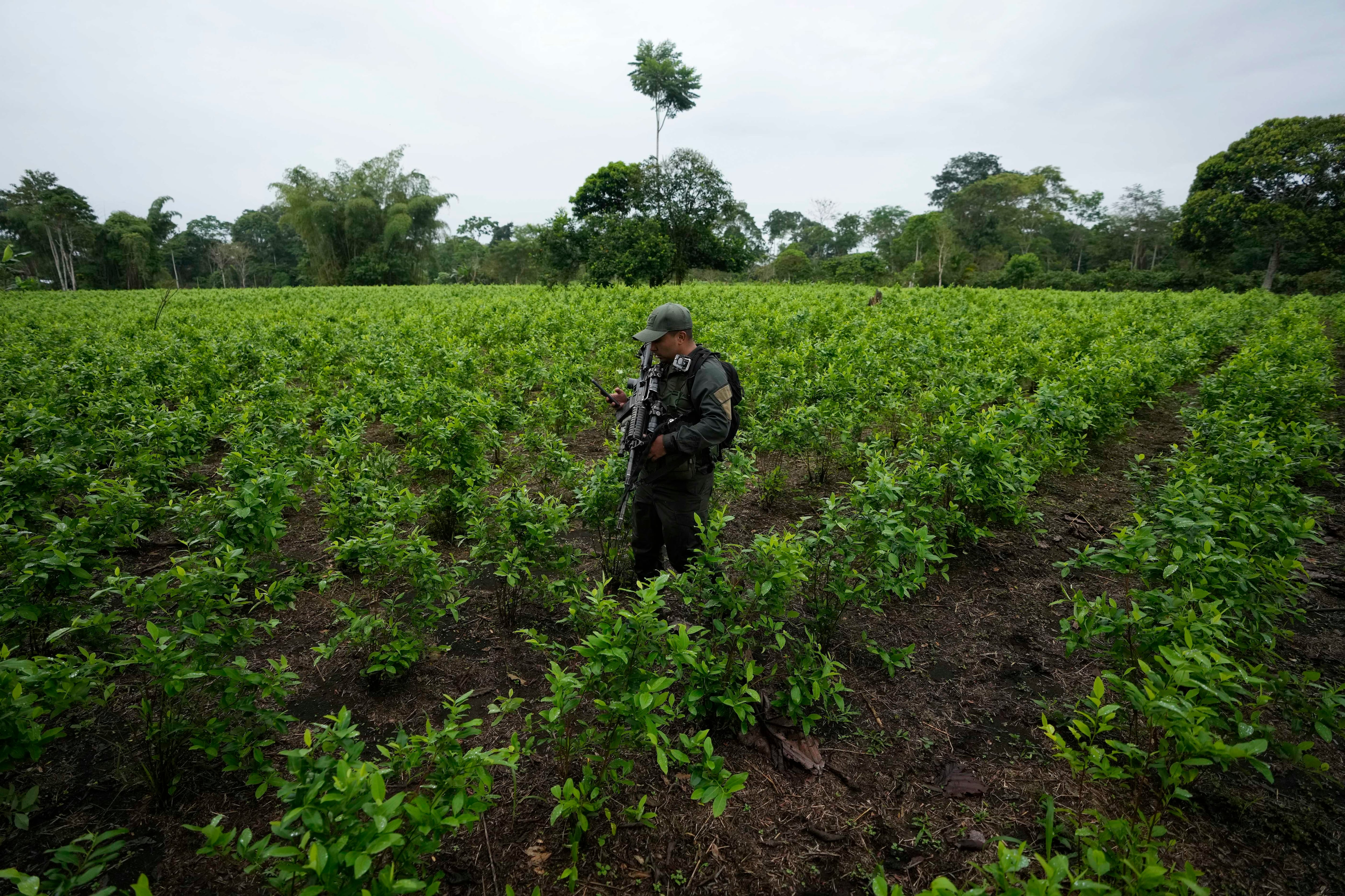El acceso a créditos se facilita al eliminar el historial crediticio como requisito, permitiendo la inclusión de pequeños productores y nuevos beneficiarios rurales - crédito Fernando Vergara/AP