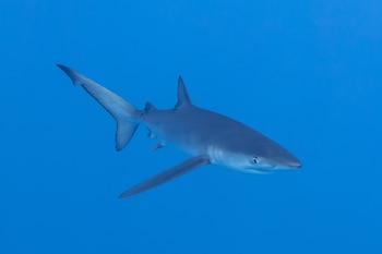 Ejemplar de tiburón azul o tintorera. (Diego Delso, delso.photo/Wikimedia Commons - License CC BY-SA)