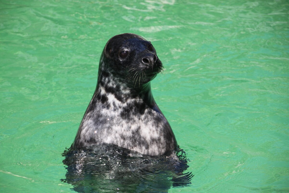 El misterioso sexto sentido de las focas para regular su tiempo bajo el agua