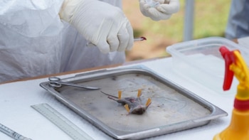 Científicos se reúnen en Panamá para fortalecer la vigilancia y detección temprana del hantavirus en las Américas