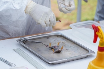 Disección de un ratón de campo, un peligro para la salud humana. (MINSA)