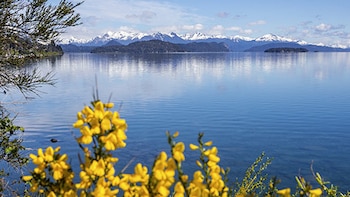 Flores amarillas en primer plano junto a un lago azul en calma, con islas y montañas nevadas al fondo