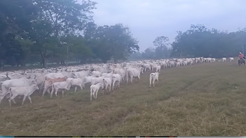 Funcionarios de Tierras y militares ayudan a la invasión de una hacienda productiva en la frontera