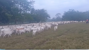 Decenas de vacas y terneros blancos caminan por un terreno con hierba seca cerca de árboles y un jinete a caballo al fondo