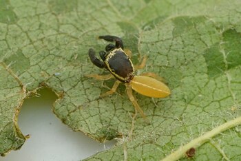 La araña Ahijuna Patoruzito puede