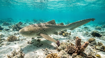 Un tiburón cebra de piel manchada nada cerca del lecho marino con corales, peces pequeños y fondo de arena bajo agua clara.