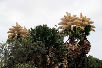 Ejemplares de Palma de Ceilán