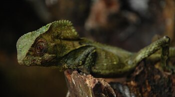 Camaleón Parque Paramillo 10-11-2020