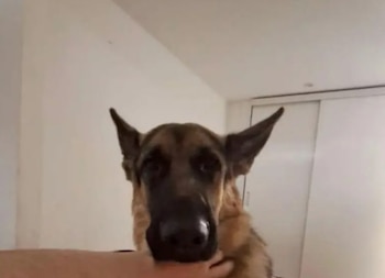 El ataque a la perra