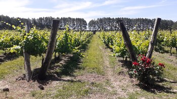 Sabores regionales y menús típicos