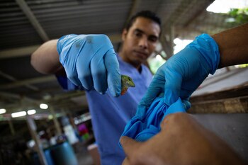 Los lagartos son ectotérmicos, lo