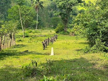 Las fuerzas armadas mantienen presencia permanente en zonas rurales y pasos fronterizos para prevenir actividades ilícitas y proteger la soberanía nacional./ (Ejército de Guatemala)