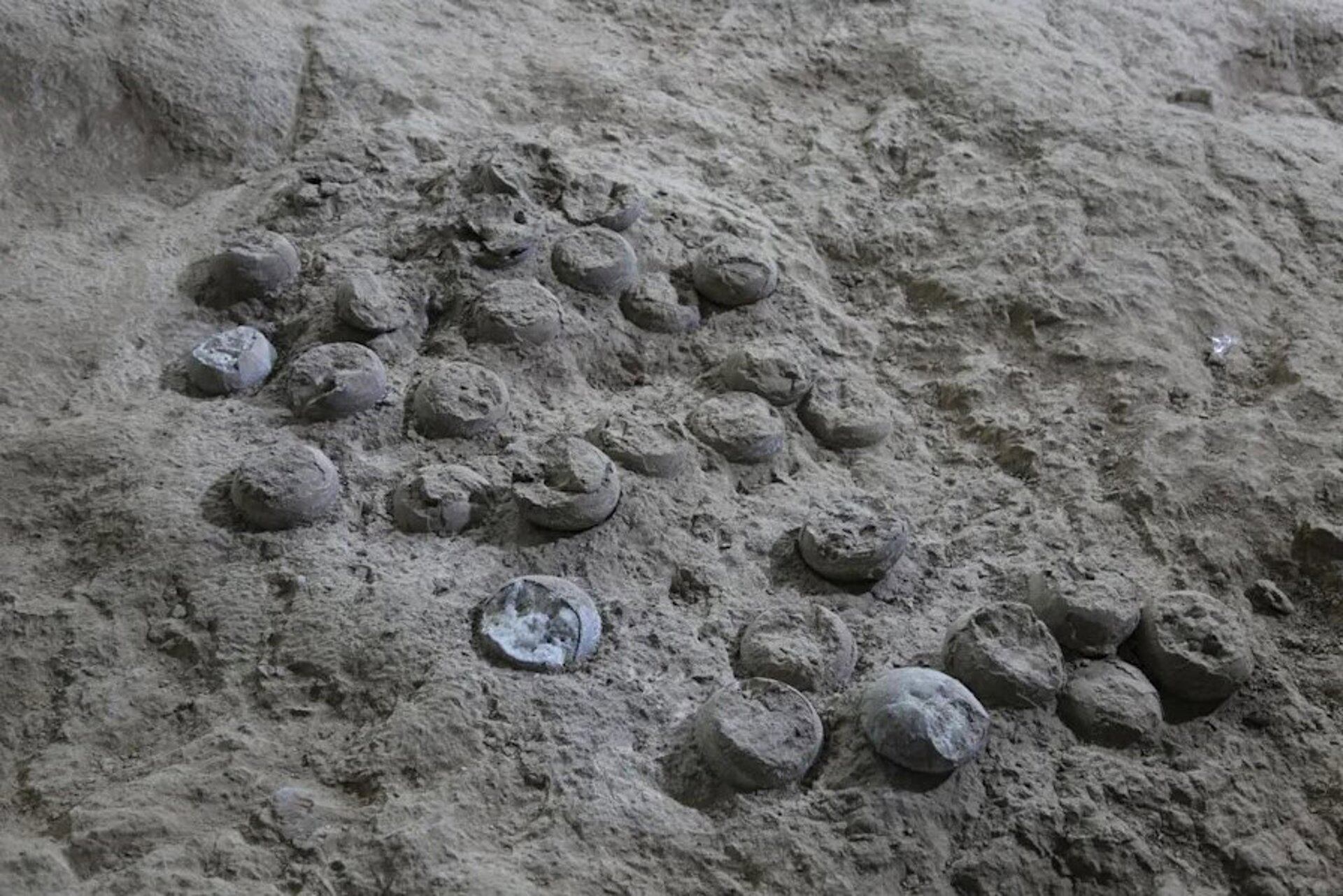 El método desarrollado por la Stellenbosch University ofrece una solución innovadora para la datación directa de fósiles terrestres en paleontología