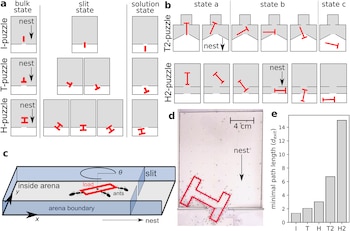 Serie de diagramas que muestran objetos con forma de I, T y H moviéndose por rendijas. Un diagrama 3D muestra hormigas y una carga. Fotografía de hormigas con una carga en forma de H. Gráfico de barras