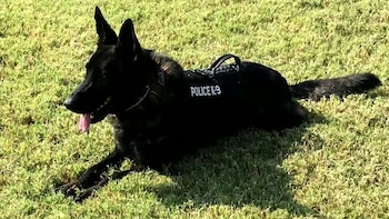 El can se destacó por